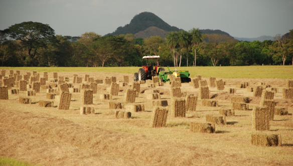 tico-pacas-los-especialistas-en-heno-de-calidad-heno-transvala